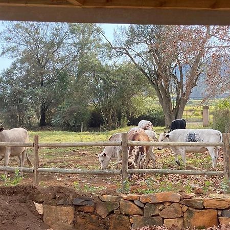 Yellowwoods Farm - Willoughbys Cottage And Old Stables Cottage Curryʼs Post Екстериор снимка